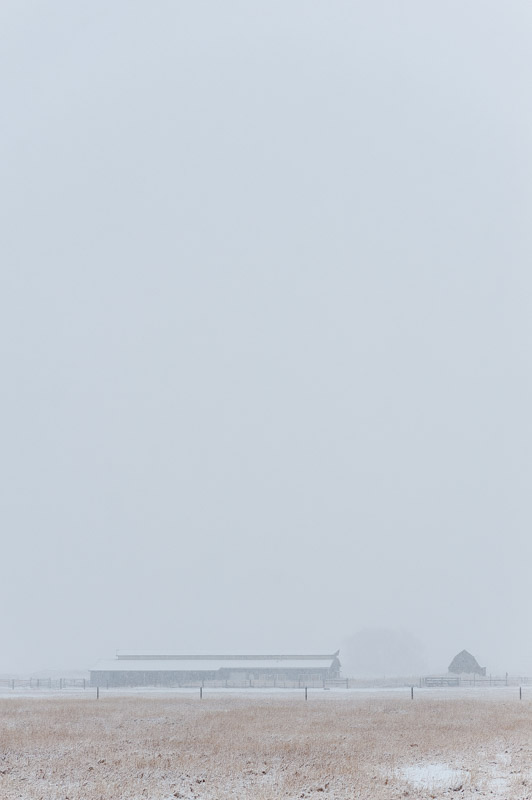 Montana Fine Art Photographer Horses Snow Bozeman01