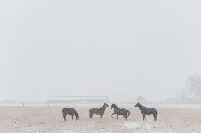 Montana Fine Art Photographer Horses Snow Bozeman02