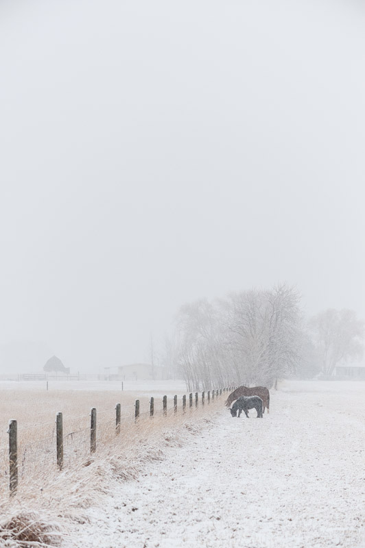 Montana Fine Art Photographer Horses Snow Bozeman04