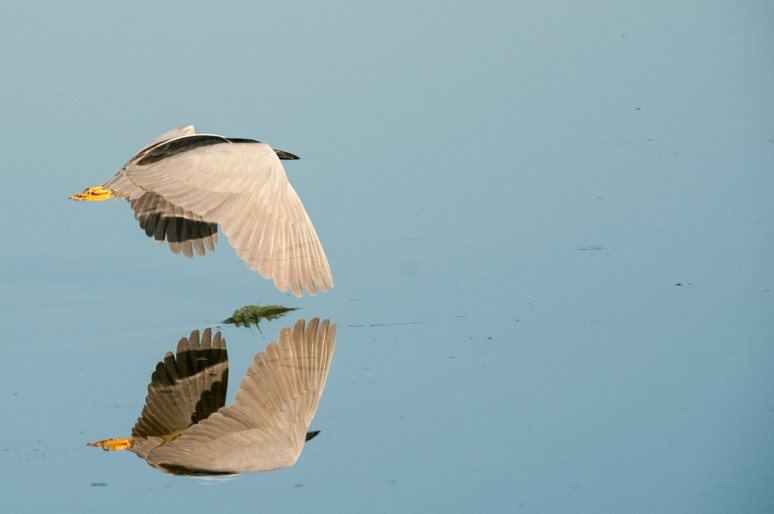 Black-crowned night heron? South of Malta, Mont.