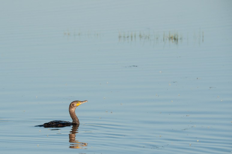 Cormorant. South of Malta, Mont.