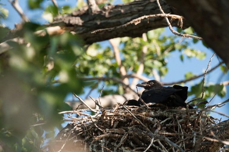 Raven in nest. South of Malta, Mont.