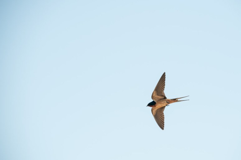 Swallow near bridge. South of Malta, Mont.
