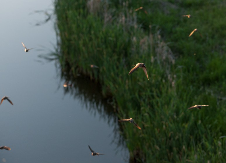 Battle Creek and swallows north of Chinook, Mont.